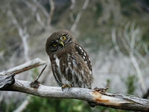 11 Mitos Burung Hantu yang Masih Diyakini Hingga Kini, Konon Tanda Musibah!