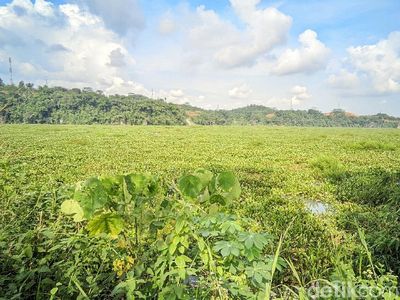 Potret Waduk Bendungan Leuwikeris di Ciamis yang Diselimuti Eceng Gondok