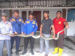Piton 3,5 Meter Nangkring di Atap Bikin Jebol Plafon Warga Jati Kudus