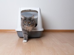 8 Negara Ini Paling Suka Pelihara Kucing, Indonesia Termasuk?