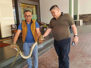 Ular Sanca 2 Meter Ditemukan di Area Lobi Hotel Palembang
