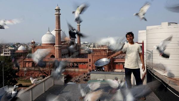 Merpati dan Tradisi Ratusan Tahun yang Bertahan di New Delhi