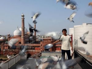 Merpati dan Tradisi Ratusan Tahun yang Bertahan di New Delhi