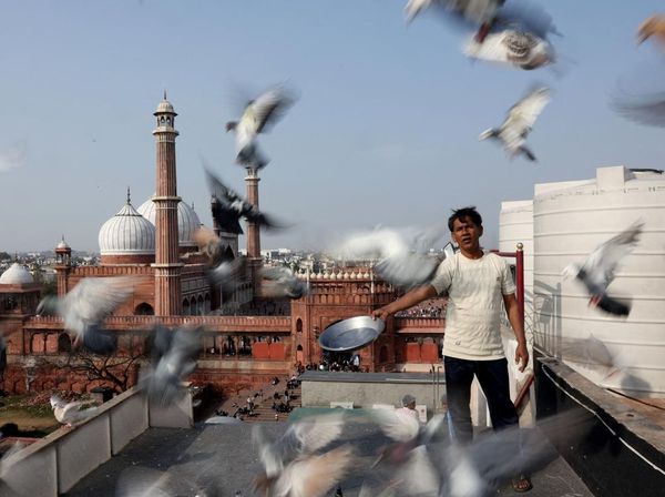Merpati dan Tradisi Ratusan Tahun yang Bertahan di New Delhi