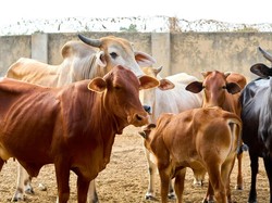 Berapa Umur Minimal Hewan Kurban? Cek Panduannya Sesuai Syariat Islam