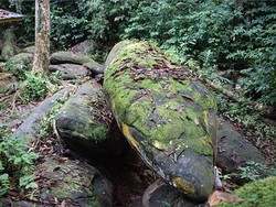 Misteri Ular Nabau, Naga Air Pelindung dalam Tradisi Iban