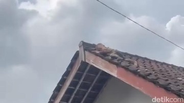 Heboh Balita di Lombok Merayap di Atas Genteng Rumah, Warga Histeris