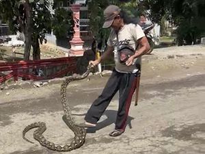 Warga di Lamuru Bone Tangkap Ular Piton 4 Meter Usai Mangsa 2 Ayam Ternak