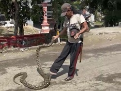 Warga di Lamuru Bone Tangkap Ular Piton 4 Meter Usai Mangsa 2 Ayam Ternak