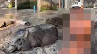 Viral Cewek Bule Pakai Bikini Mandi Lumpur Bareng Babi di Bali