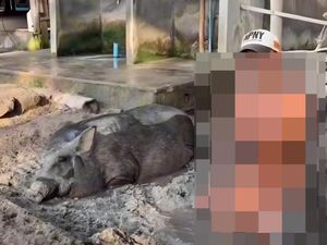 Viral Bule Mandi Lumpur Bareng Babi di Bali