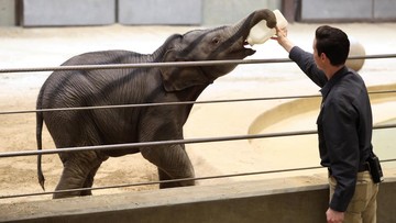 Debut Gemas Linh Mai, Bayi Gajah VIP yang Dirawat Manusia