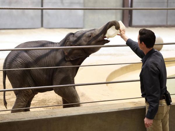 Debut Gemas Linh Mai, Bayi Gajah