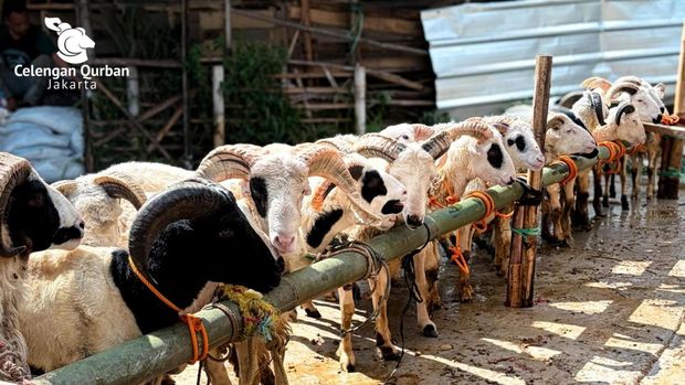 Foto Dok: Celengan Qurban Jakarta