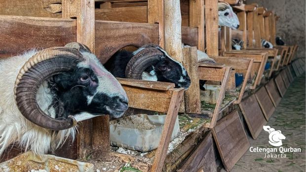 Foto Dok: Celengan Qurban Jakarta
