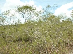 Fungsi Hutan Kerangas, Hutan Tanah Asam di Kalimantan Barat