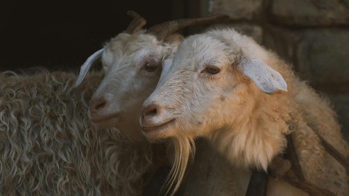 Contoh Desain Banner Kurban 2026 untuk Promosi Jualan