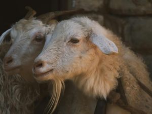 30 Contoh Banner Jualan Hewan Kurban Idul Adha 2026 dan Kata-katanya