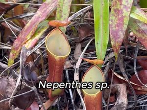 Melihat Kantong Semar Langsung di Alam!