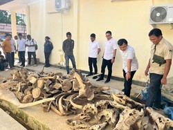 Ratusan Tulang Paus-Tengkorak Buaya Diselundupkan, Pelaku Ditangkap