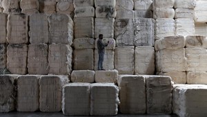 Produksi Benang Katun di Gujarat Menggeliat, Pekerja Sibuk Olah Kapas