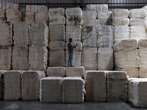 Produksi Benang Katun di Gujarat Menggeliat, Pekerja Sibuk Olah Kapas