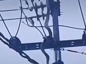 Ular Sanca 2,5 Meter Nyangkut di Tiang Listrik Lalu Kesetrum di Cimahi