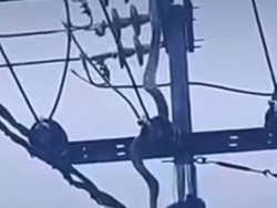 Ular Sanca 2,5 Meter Nyangkut di Tiang Listrik Lalu Kesetrum di Cimahi