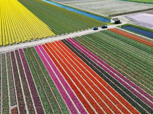 Warna-warni Ladang Tulip Hiasi Musim Semi di Lisse