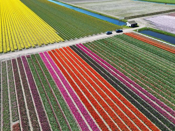Warna-warni Ladang Tulip Hiasi Musim Semi di Lisse