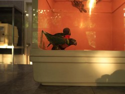 Awalnya Disangka Punah, 60 Burung Atat Bali Kini Dikonservasi Bali Bird Park