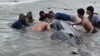 Hiu Tutul Raksasa Terdampar di Pantai Lamongan, Warga Gotong Royong Selamatkan