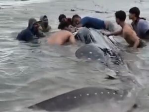 Viral Hiu Tutul Raksasa Terdampar di Pantai Lamongan