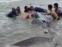 Viral Hiu Tutul Raksasa Terdampar di Pantai Lamongan