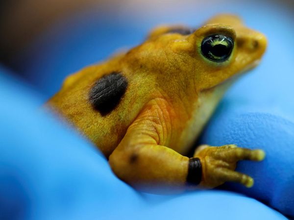 Panama Lepas Katak Emas, Upaya Selamatkan Spesies Ikonik
