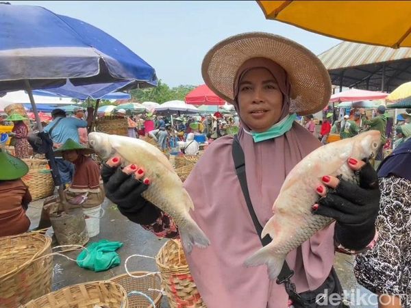 Harga Ikan Air Tawar di Lamongan Anjlok hingga 50 Persen