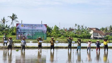 Antisipasi Kemarau Panjang, Banyuwangi Percepat Tanam Padi Serentak