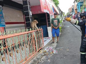 Beruk Stres Acak-acak Warung hingga Gigit Warga di Kuningan