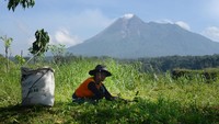 Pendakian Gunung Merapi Bakal Segera Dibuka? BTNGM Buka Suara