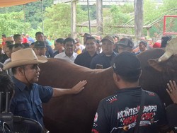 Muzani Buka Kontes Sapi di Wonosobo: Peternak Semringah Tanda Ekonomi Bergerak