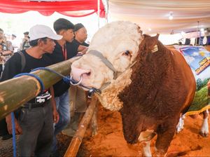 Dongkrak Produksi Susu Jateng, Ahmad Luthfi Ingin Kontes Sapi Perah Digelar
