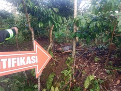 Diduga Curi Kopi, Pria di Sumsel Tewas Dimassa