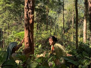 Getah Kemenyan, Ritual Adat Lokal dan Menjaga Alam