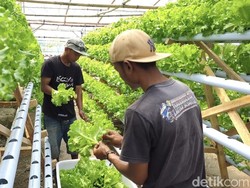 Kisah Kusnandar Melawan Stigma Lewat Selada Hidroponik di Pangandaran