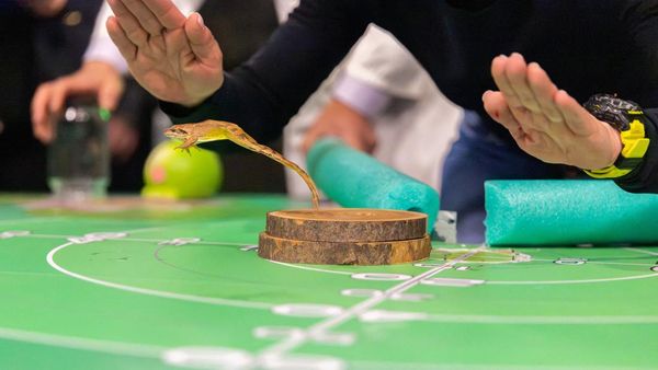 Lucu dan Seru, Peserta Pandu Katak di Kontes Frognight Kroasia