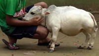 Rani Sapi Pendek di Bangladesh, Tingginya Cuma 51 Cm