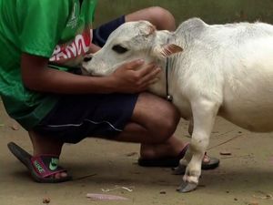 Rani Sapi Pendek di Bangladesh, Tingginya Cuma 51 Cm
