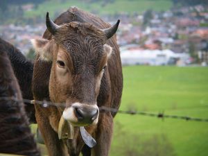 Harga Hewan Kurban 2026 di Jogja Lengkap Kambing, Sapi, dan Domba
