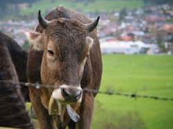 Harga Hewan Kurban 2026 di Jogja Lengkap Kambing, Sapi, dan Domba