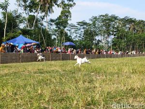 Melihat Keseruan Tradisi Unik Karapan Kambing di Lumajang